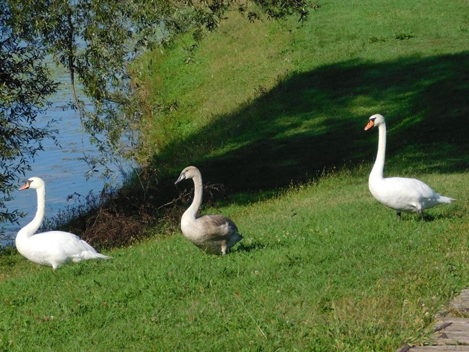 Kod Ribica Bed & Breakfast Jasenovac Luaran gambar